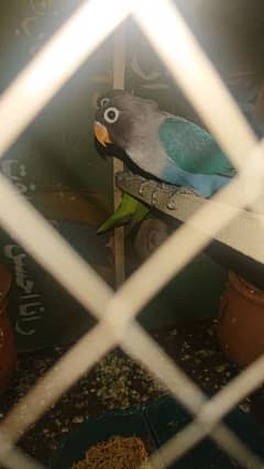 blue fisheri love birds with cage+ 2free  matki+ 2free feeding bowl