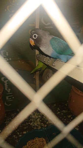 blue fisheri love birds with cage+ 2free  matki+ 2free feeding bowl 0