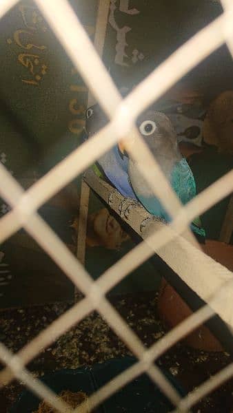 blue fisheri love birds with cage+ 2free  matki+ 2free feeding bowl 2