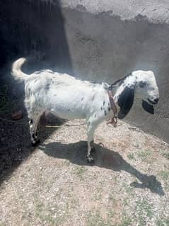 Pregnant Goat