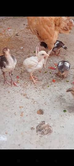 Assel qandari murgi and 6 chicks