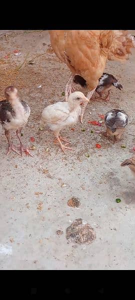 Assel qandari murgi and 6 chicks 0