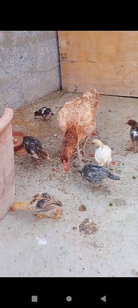 Assel qandari murgi and 6 chicks 1