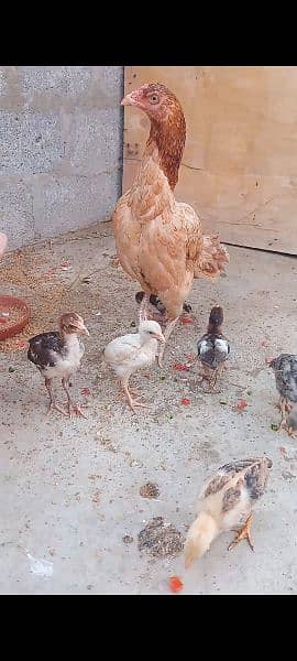 Assel qandari murgi and 6 chicks 2