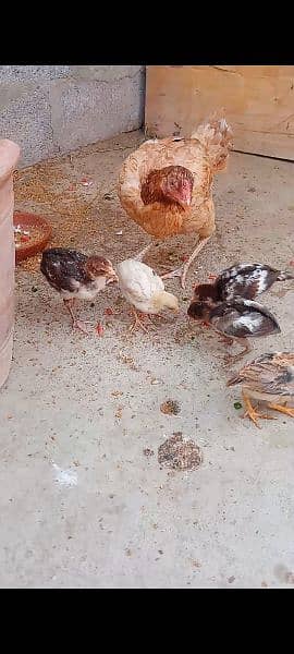 Assel qandari murgi and 6 chicks 3