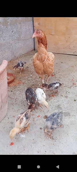 Assel qandari murgi and 6 chicks 4