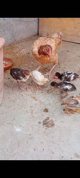 Assel qandari murgi and 6 chicks 5
