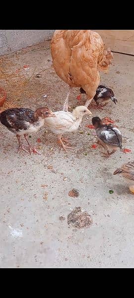 Assel qandari murgi and 6 chicks 9