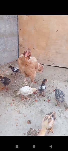 Assel qandari murgi and 6 chicks 10