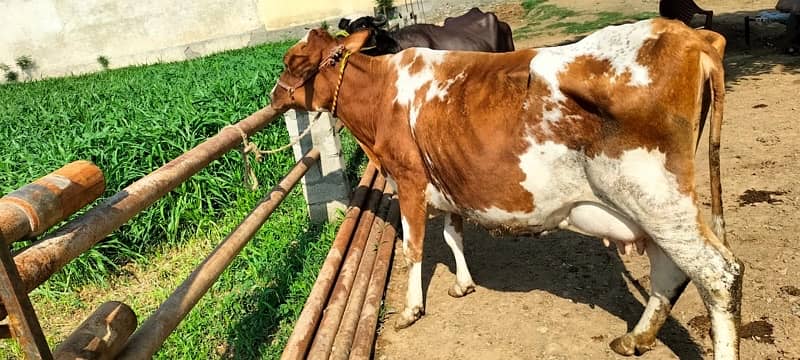 Cows for sale 0