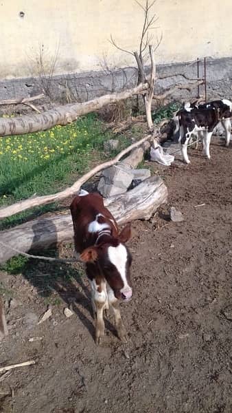 Cows for sale 15