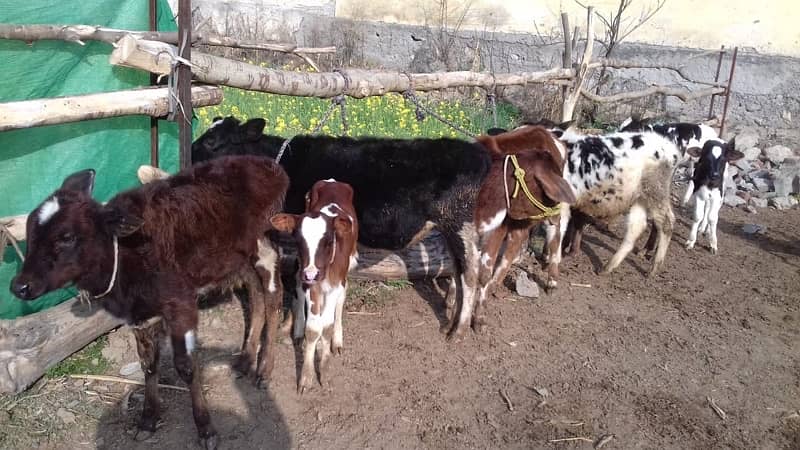 Cows for sale 16