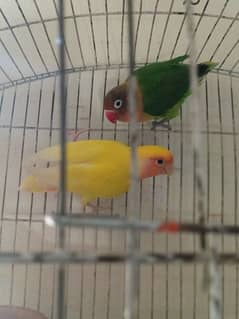fisher female and common Latino red eye with cage