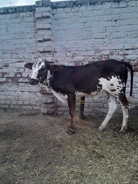 Cow for sale 1