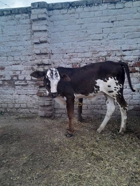 Cow for sale 2