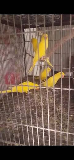 Yellow ringneck / parrot / parot / bird
