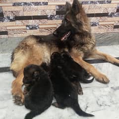 German Shepherd puppies |  long Coat puppy | Dog For Sale | GSD