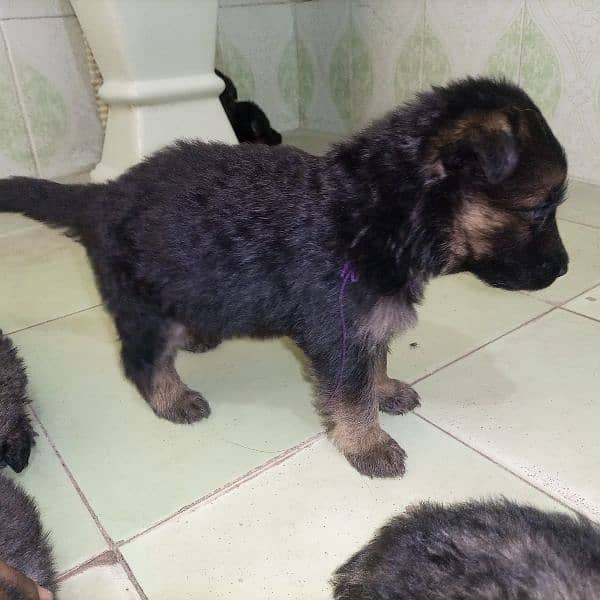 German Shepherd puppies |  long Coat puppy | Dog For Sale | GSD 1