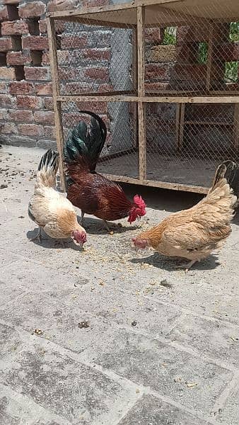 Egg laying Japanese trio for sale 0