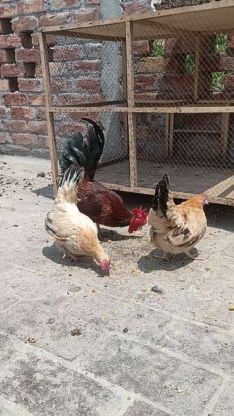 Egg laying Japanese trio for sale 1