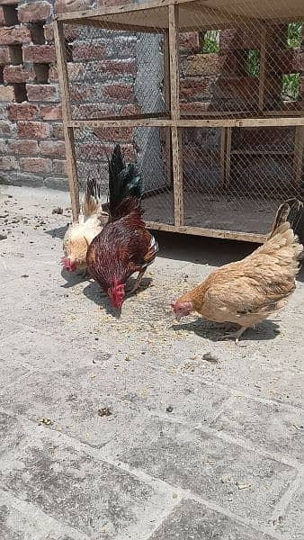Egg laying Japanese trio for sale 3