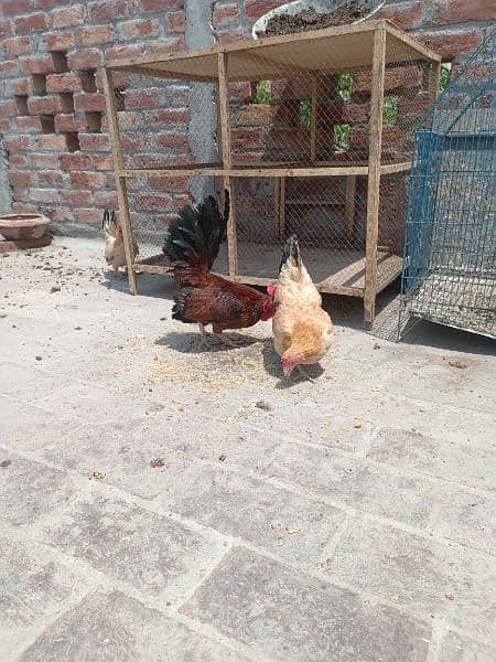 Egg laying Japanese trio for sale 4