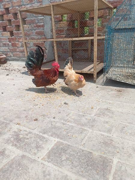 Egg laying Japanese trio for sale 6