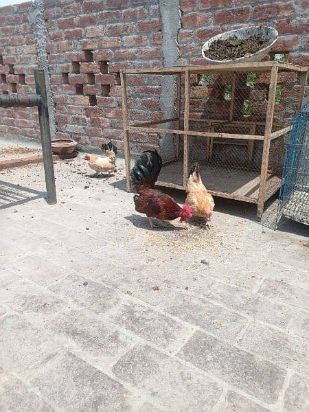 Egg laying Japanese trio for sale 7