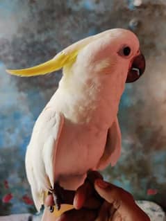 medium sulphur cockatoo jumbo size mashAllah self chick