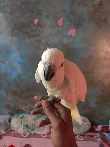 medium sulphur cockatoo jumbo size mashAllah self chick 2