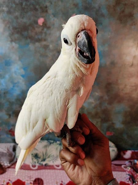 medium sulphur cockatoo jumbo size mashAllah self chick 3