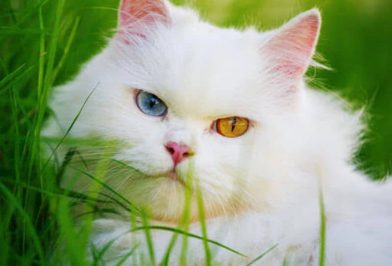White Persian Punch Face Odd Eyes Breeder Male 0