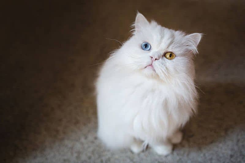 White Persian Punch Face Odd Eyes Breeder Male 1