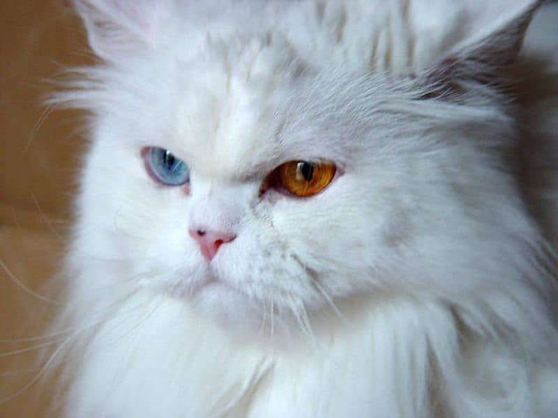 White Persian Punch Face Odd Eyes Breeder Male 2
