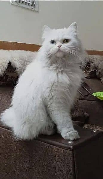 White Persian Punch Face Odd Eyes Breeder Male 3