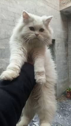 percian cat for sale