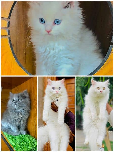 Persian Kitten | Punch face | Tripple coat | Persian Cat | Doll face | 1