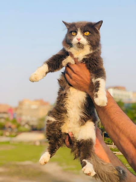 Persian Kitten | Punch face | Tripple coat | Persian Cat | Doll face | 10