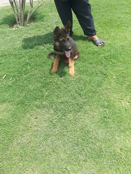 healthy male pup pure german shepard show quality 1