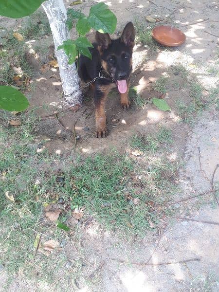 healthy male pup pure german shepard show quality 2