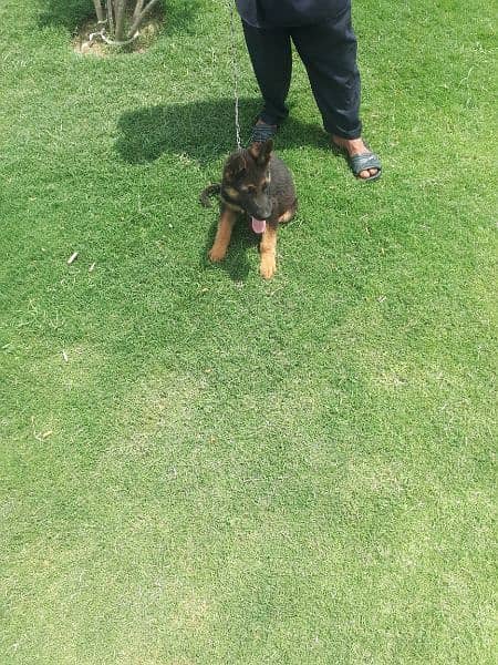 healthy male pup pure german shepard show quality 3