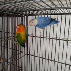 0. . 3. . . 4. . 5. . . . . 8   8. . . 8. . . 9. . . 9. . 0. . 2  love birds for sale active 0