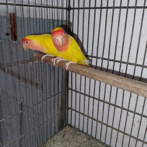 0. . 3. . . 4. . 5. . . . . 8   8. . . 8. . . 9. . . 9. . 0. . 2  love birds for sale active 1