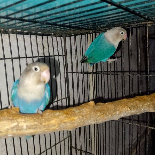 0. . 3. . . 4. . 5. . . . . 8   8. . . 8. . . 9. . . 9. . 0. . 2  love birds for sale active 2