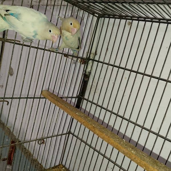 0. . 3. . . 4. . 5. . . . . 8   8. . . 8. . . 9. . . 9. . 0. . 2  love birds for sale active 3