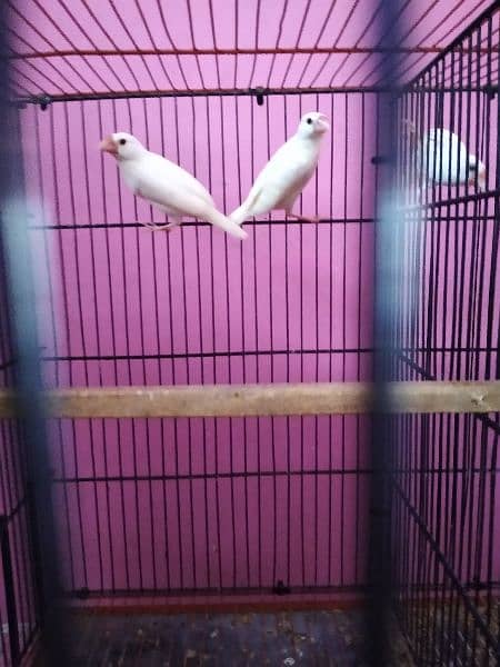Fawn , albino and white java available 1