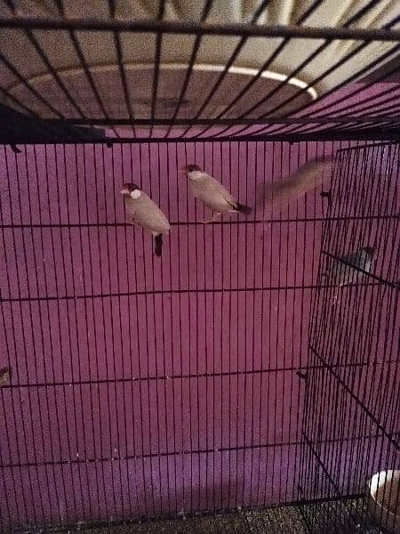 Fawn , albino and white java available 6