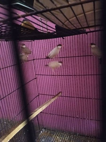 Fawn , albino and white java available 7