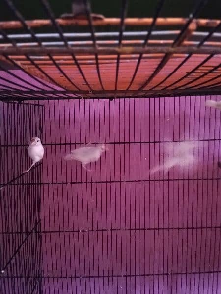 Fawn , albino and white java available 10