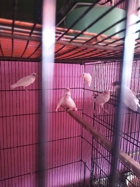 Fawn , albino and white java available 11